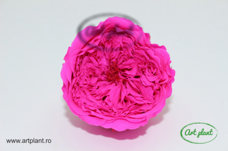 Trandafiri Criogenati de Gradina Amelia Roz Fuchsia Pin07