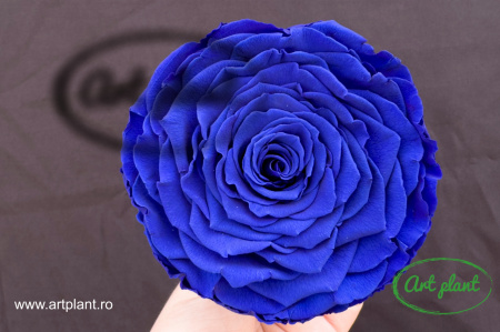 Trandafiri Criogenati XXL Albastru Blu03