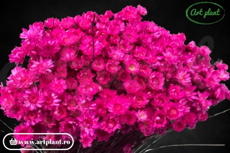 Glixia roz fuchsia