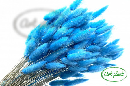 Lagurus albastru deschis