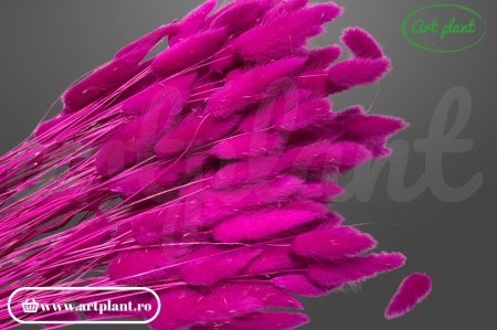 Lagurus fuchsia inchis