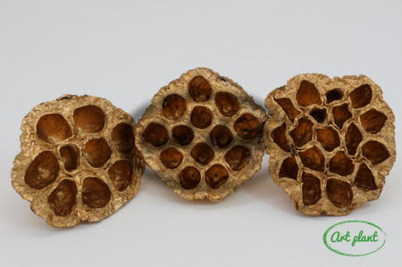 Lotus auriu 5-8 cm , 3 buc