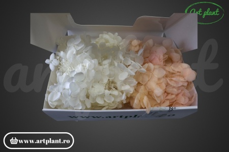 Mix Hortensie Stabilizată – Set cu 2 Culori Naturale