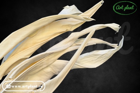 Strelitzia Alb / Crem