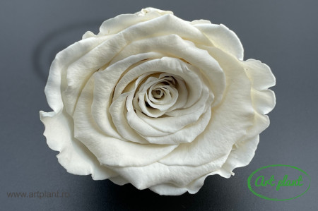 Trandafiri Criogenati XL Alb-Crem Whi04