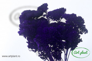 Achillea Filipendulina Purple