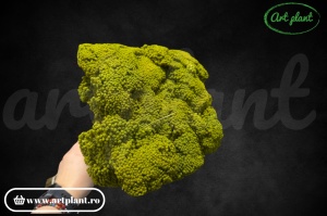Achillea verde