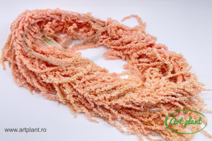 Amaranthus Light Pink - Img 1