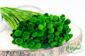 Amarelino Verde