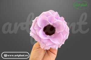 Anemonă stabilizată lila