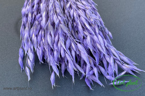 Avena lavender - Img 2