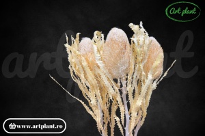 Banksia hookerana alb - crem - Img 2