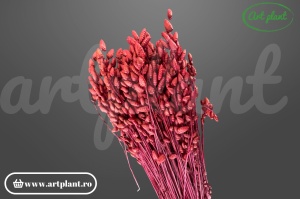 Briza maxima bordo (G)