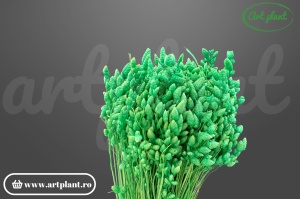 Briza maxima verde deschis (G)