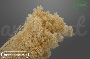 Broom Alb/Crem