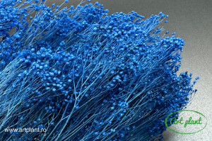 Broom Blu - Img 2