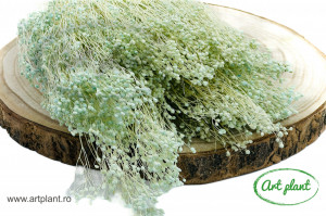 Broom Turquoise - Img 2