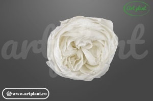 Bujori criogenați alb WHI01, flori conservate premium pentru buchete, nunți și decoruri elegante.