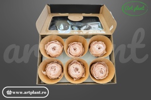 Bujor criogenat Blush / Roz Pudrat