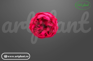 Bujori Criogenați Hot Pink Pin03