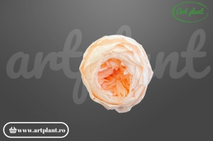 Bujor stabilizat natural din Ecuador, diametru 5 cm, înălțime 4 cm, 1 bucată
