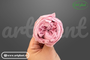 Bujor criogenat Roz Pal – floare stabilizată natural | Art Plant
