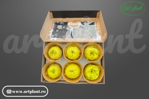 Bujor stabilizat natural din Ecuador, diametru 5 cm, înălțime 4 cm, 1 bucată