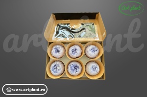  Bujor stabilizat natural din Ecuador, diametru 5 cm, înălțime 4 cm, 1 bucată