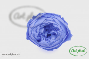 Bujori Criogenați Violet Vio89