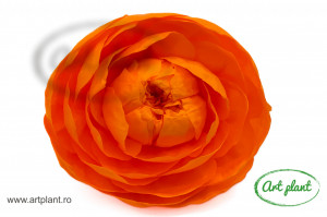 Bujori Criogenați XXL Orange Ora99