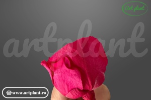 Buttercup Stabilizat Chery Blush din Ecuador, Ø 4–4.5 cm • Înălțime 3–3.5 cm, 6 buc