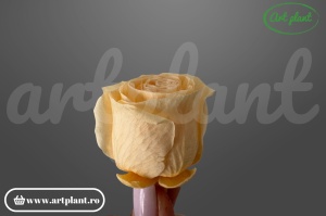 Buttercup Stabilizat peach din Ecuador, Ø 4–4.5 cm • Înălțime 3–3.5 cm, 6 buc