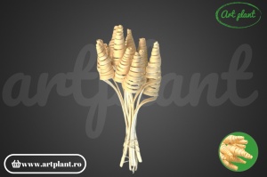 Cane cone mini albit