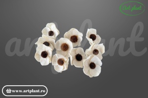 Capete Anemona Sola 6 cm