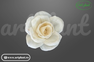 Cap bujor deschis sola 8 cm cu petale larg desfăcute, floare decorativă voluminoasă din lemn de sola
