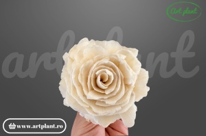 Capete bujor sola 8cm