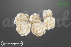 Cap bujor sola 10 cm cu petale dense stratificate, floare decorativă albă din lemn de sola