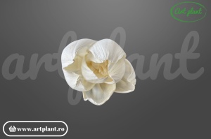 Cap camelie sola 4 cm cu petale simetrice în spirală, floare decorativă elegantă din lemn de sola