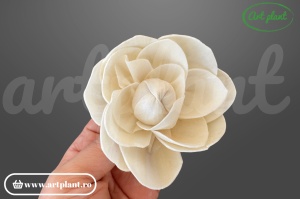 Capete camelie sola 8 cm