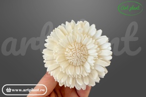 Capete floarea soarelui dubla sola 6cm