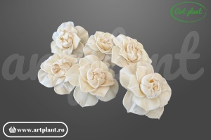 Cap magnolie sola 10 cm cu petale mari în cupă deschisă, floare decorativă elegantă din lemn de sola