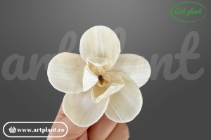 Capete orhidee new sola 4 cm