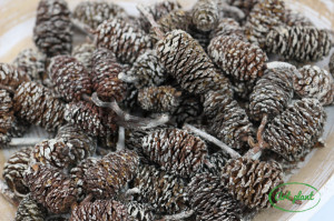 Conuri eger indiai albite