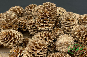 Conuri meridianum champagne - Img 1