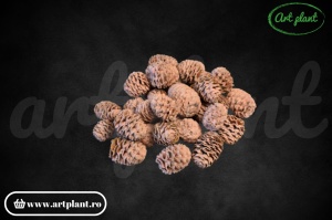Conuri meridianum peach - Img 1