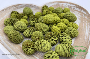 Conuri meridianum verde