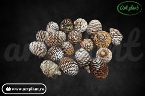 Conuri murii natur