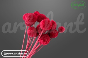 Craspedia Burgundy