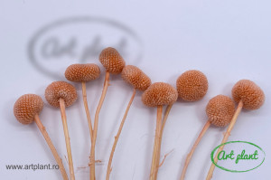 Craspedia criogenata somon