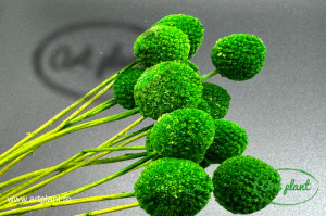 Craspedia Verde - Img 2